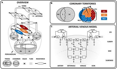 A Closed-Loop Modeling Framework for Cardiac-to-Coronary Coupling